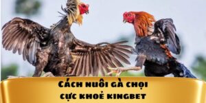 cách Nuôi Gà Chọi Cực Khoẻ Kingbet86