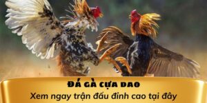 Đá Gà Cựa Dao Kingbet86