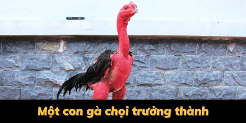 một con gà chọi trưởng thành