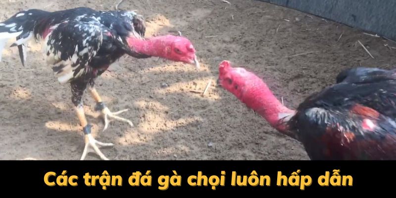 các trận đá gà chọi luôn hấp dẫn